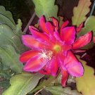 Special, Rare Epiphyllum FUCHSIA ORCHID CACTUS - 5" to 8" x2 Cuttings Special, Rare Epiphyllum FUCHSIA ORCHID CACTUS - 5" to 8" x2 Cuttings