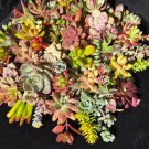 Assorted Succulent Cuttings – 20 Mixed Varieties Live Plants for Garden, Pots & Arrangements Assorted Succulent Cuttings – 20 Mixed Varieties Live Plants for Garden, Pots & Arrangements