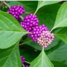 Beautyberry Bush Cuttings – 10 Live Organic Clippings for Garden Shrubs & Landscaping