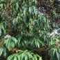 California Peach Tree Cuttings – 7 Live Prunus Persica 6" Fruit Tree Starters for Gardens