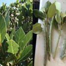 Bay Laurel Tree Cuttings – 5 Live Laurus Nobilis Sweet Bay Starter Plants for Garden