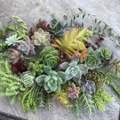Assorted Succulent Cuttings – 100 Live Plants, 30+ Varieties for Garden, Pots & Arrangements Assorted Succulent Cuttings – 100 Live Plants, 30+ Varieties for Garden, Pots & Arrangements