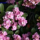 Indian Hawthorn Cuttings – 7 Live 6" Pink Dancer Shrub Starter Plants for Garden Indian Hawthorn Cuttings – 7 Live 6" Pink Dancer Shrub Starter Plants for Garden