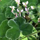 Mint Scented Geranium – 3 Live 6" Cuttings Pelargonium tomentosum Fuzzy Leaf Plant Mint Scented Geranium – 3 Live 6" Cuttings Pelargonium tomentosum Fuzzy Leaf Plant