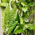 Assorted Houseplant Cuttings – 20 Live Rooted Plants, 4 Varieties Indoor Starter Pack