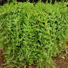 Sedum sarmentosum – 40 Live Plant Cuttings Creeping Groundcover Succulent Perennial Sedum sarmentosum – 40 Live Plant Cuttings Creeping Groundcover Succulent Perennial