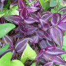 Tradescantia Zebrina Burgundy – 10 Live Unrooted Cuttings Inch Plant Trailing Vine Tradescantia Zebrina Burgundy – 10 Live Unrooted Cuttings Inch Plant Trailing Vine
