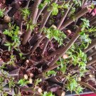 Elderberry Cuttings – 10 Unrooted Sambucus Shrub Starter Branches for Garden Growing Elderberry Cuttings – 10 Unrooted Sambucus Shrub Starter Branches for Garden Growing