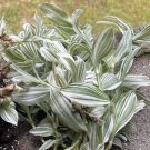 Tradescantia fluminensis – Variegated Green & White Inch Plant Cuttings Trailing Vine Tradescantia fluminensis – Variegated Green & White Inch Plant Cuttings Trailing Vine
