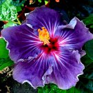 Hibiscus moscheutos – Rose Mallow Plant Cuttings (7) Hardy Perennial Flower Starter