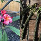 Pink Plumeria Cutting – 10" Double-Head Starter Branch Frangipani Tropical Flower Plant
