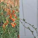 Goji Berry Plants – 3 Bare Root + 3 Cuttings | Lycium barbarum Fruit Shrub Starter Goji Berry Plants – 3 Bare Root + 3 Cuttings | Lycium barbarum Fruit Shrub Starter
