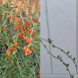 Goji Berry Plants – 3 Bare Root + 3 Cuttings | Lycium barbarum Fruit Shrub Starter