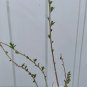 Goji Berry Plants – 3 Bare Root + 3 Cuttings | Lycium barbarum Fruit Shrub Starter