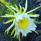 American Beauty Dragon Fruit – 3 Fresh 8–10" Cuttings Self-Pollinating Cactus Starter American Beauty Dragon Fruit – 3 Fresh 8–10" Cuttings Self-Pollinating Cactus Starter
