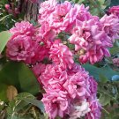 French Rose Cuttings – 4 Live Unrooted Stems for Garden Shrub or Decorative Rose Planting
