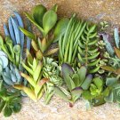Succulent Cuttings – 25+ Live Varieties with Care Instructions Pack for Garden & DIY