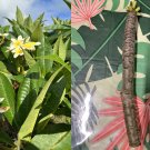 Yellow Plumeria Cutting – 10" Single Head Unrooted Frangipani Tropical Flower Starter