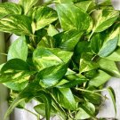 Pothos Plant – 10 Rooted Cuttings Healthy Starter Vines Indoor Decorative Houseplant Pothos Plant – 10 Rooted Cuttings Healthy Starter Vines Indoor Decorative Houseplant