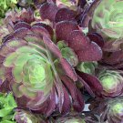 Aeonium ‘Velour’ Succulent – Fresh Daily Cuttings Indoor Outdoor Decorative Plant Aeonium ‘Velour’ Succulent – Fresh Daily Cuttings Indoor Outdoor Decorative Plant