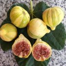 Panaché Tiger Fig – 2 Live Cuttings Ficus carica Variegated Striped Edible Fruit Tree Panaché Tiger Fig – 2 Live Cuttings Ficus carica Variegated Striped Edible Fruit Tree