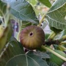 Olympian Fig Tree Cuttings x10 | Fresh Unrooted Stems for Rooting or Grafting Starter Plants Olympian Fig Tree Cuttings x10 | Fresh Unrooted Stems for Rooting or Grafting Starter Plants
