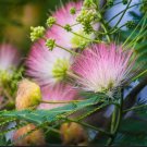 Pink Mimosa Tree Cuttings x12 | Albizia Julibrissin Silk Tree Starter Stems for Rooting