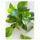 Golden Pothos Rooted Cuttings x5 | Epipremnum Aureum Indoor Outdoor Plant Starter 6"+