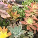 Assorted Succulent Cuttings x50 | 3–5" Colorful Variety Pack for Rooting & DIY Projects Assorted Succulent Cuttings x50 | 3–5" Colorful Variety Pack for Rooting & DIY Projects