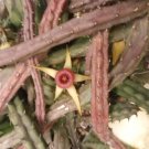 Huernia Procumbens Cuttings | Unrooted Succulent Starter Stems for Propagation Huernia Procumbens Cuttings | Unrooted Succulent Starter Stems for Propagation