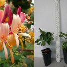 Peaches & Cream Honeysuckle Vine | Lonicera periclymenum Rooted Starter Plant Peaches & Cream Honeysuckle Vine | Lonicera periclymenum Rooted Starter Plant