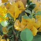 Bougainvillea ‘California Gold’ | Rooted Starter Plant Vine with Golden Blooms Bougainvillea ‘California Gold’ | Rooted Starter Plant Vine with Golden Blooms