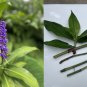 Blue Ginger Cuttings x3 | Dichorisandra thyrsiflora Tropical Flowering Plant Starter