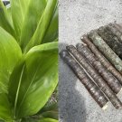 Green Ti Leaf Cuttings x12 | Cordyline fruticosa Manoa 6–7" Starter Logs from Hawaii Green Ti Leaf Cuttings x12 | Cordyline fruticosa Manoa 6–7" Starter Logs from Hawaii