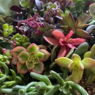 Succulent Cuttings Pack x5 + Bonus | Assorted Varieties for Rooting & DIY Arrangements Succulent Cuttings Pack x5 + Bonus | Assorted Varieties for Rooting & DIY Arrangements