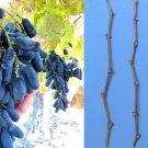Lady Finger Grape Vine Cuttings x50 | Moon Drop Black Seedless Table Grape Starter Stems Lady Finger Grape Vine Cuttings x50 | Moon Drop Black Seedless Table Grape Starter Stems