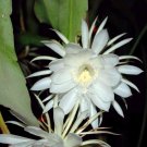 Epiphyllum oxypetalum | Queen of the Night Orchid Cactus | Live Starter Plant
