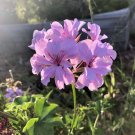 Lavender Ivy Geranium Cuttings x3 | Pelargonium peltatum Trailing Flowering Plant Starter
