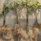 Black Weeping Willow Cuttings x2 | Salix nigra Rooted Starter Trees Pre-Bonsai