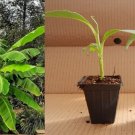 Musa basjoo Banana Plant | Cold Hardy Banana Tree | Small Rooted Starter Plant