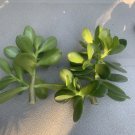 Jade Plant Cuttings x2 | Crassula ovata Succulent Starter | Deep Green Live Stems