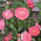 Coral Floribunda Rose Cuttings x4 | Unrooted Hybrid Rose Starter Stems for Garden Coral Floribunda Rose Cuttings x4 | Unrooted Hybrid Rose Starter Stems for Garden