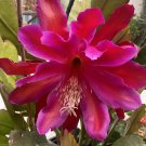 Fuchsia Orchid Cactus Cuttings x2 | Epiphyllum Rare Flowering Cactus Starter Stems Fuchsia Orchid Cactus Cuttings x2 | Epiphyllum Rare Flowering Cactus Starter Stems