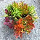 Crassula Jade Collection Cuttings x10 + Bonus | Assorted Varieties Succulent Starter Pack Crassula Jade Collection Cuttings x10 + Bonus | Assorted Varieties Succulent Starter Pack