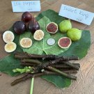 LSU Purple & Desert King Fig Cuttings | 6 Fresh Unrooted Fig Tree Cuttings for Planting