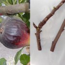Petite Negri Fig Cuttings | 2 Fresh Unrooted Dwarf Fig Tree Cuttings for Planting Petite Negri Fig Cuttings | 2 Fresh Unrooted Dwarf Fig Tree Cuttings for Planting