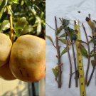 White Pomegranate Cuttings | 10 Fresh Unrooted Rare Organic Fruit Tree Stems White Pomegranate Cuttings | 10 Fresh Unrooted Rare Organic Fruit Tree Stems
