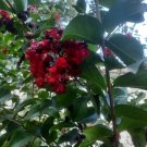Dynamite Red Crepe Myrtle Cuttings | 10 Fresh Unrooted Lagerstroemia Stems