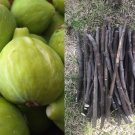 Fig Tree Cuttings | 6 Fresh Unrooted Ficus carica Stems for Propagation