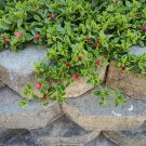 Baby Sun Rose Cuttings | 12 Fresh Aptenia cordifolia Stems 4–6" for Rooting Baby Sun Rose Cuttings | 12 Fresh Aptenia cordifolia Stems 4–6" for Rooting